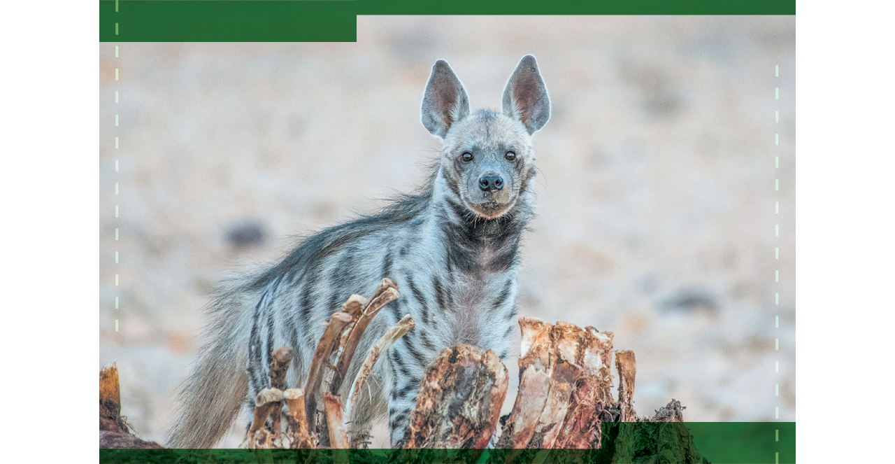 חיות הן לא יצורים מפחידים, בני האדם הם החיה הכי מסוכנת בפועל". צבוע בשטח | רגב חנונה
