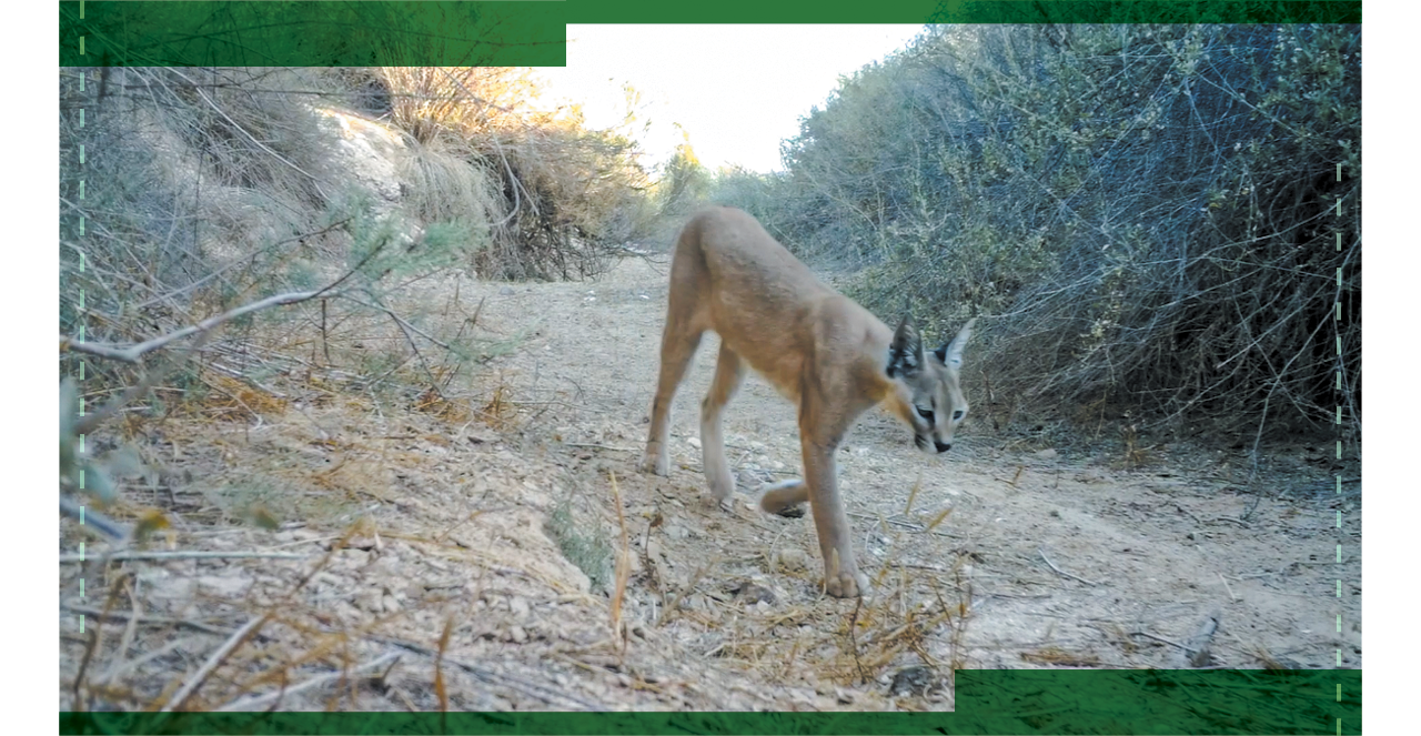 שמונה קילומטרים של מעקב. קרקל שנתפס בעין המצלמה | מיכה חנונה