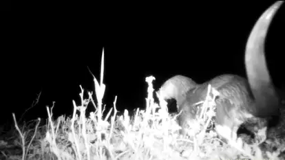 אחרי שנים שלא תועדה: לוטרה שנצפתה במצלמת לילה בצפון הארץ בשנה שעברה | מיכה חנונה