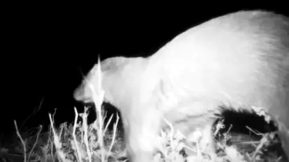 אחרי שנים שלא תועדה: לוטרה שנצפתה במצלמת לילה בצפון הארץ בשנה שעברה | מיכה חנונה