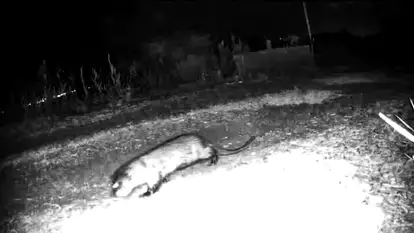 אחרי שנים שלא תועדה: לוטרה שנצפתה במצלמת לילה בצפון הארץ בשנה שעברה | מיכה חנונה