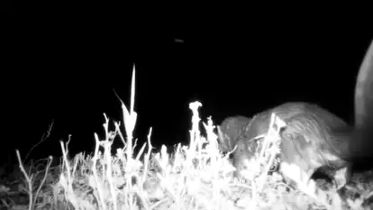 אחרי שנים שלא תועדה: לוטרה שנצפתה במצלמת לילה בצפון הארץ בשנה שעברה | מיכה חנונה