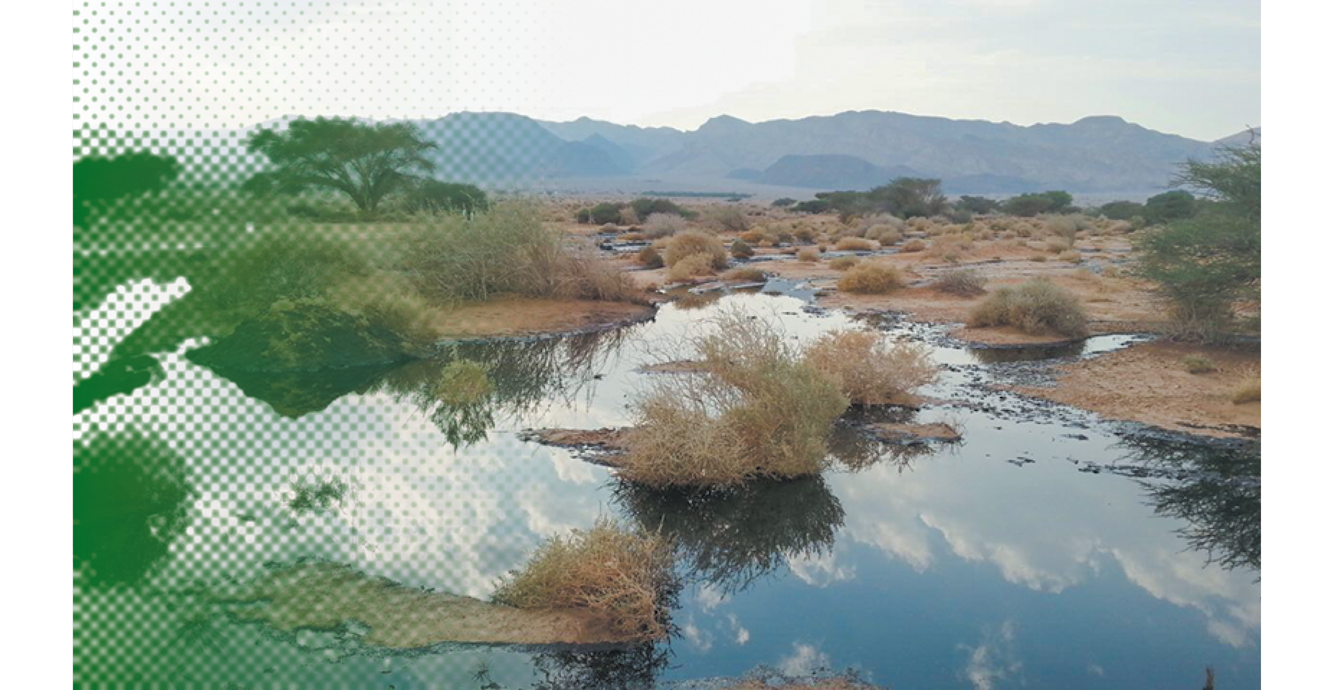 האסון הסביבתי החמור ביותר בישראל. דליפת הנפט בשמורת עברונה | רשות הטבע והגנים האסון הסביבתי החמור ביותר בישראל. דליפת הנפט בשמורת עברונה | רשות הטבע והגנים