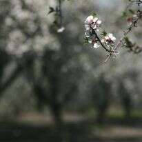 שקדיות | מרים צחי