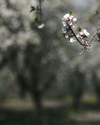 שקדיות | מרים צחי