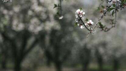 שקדיות | מרים צחי שקדיות | מרים צחי