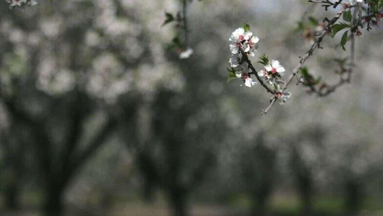 שקדיות | מרים צחי
