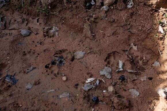 אוסף של סיפורים. עקבות בעלי חיים | נעמה שטרן