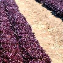 חסה סגולה | זרעים גדרה סינגנטה חסה סגולה | זרעים גדרה סינגנטה