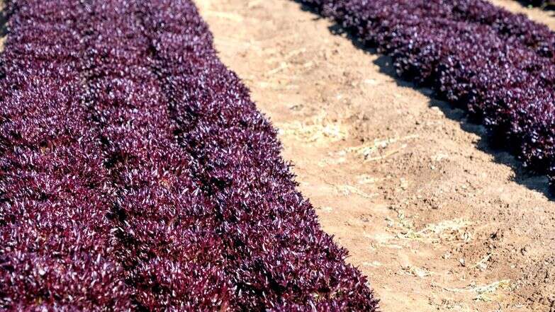 חסה סגולה | זרעים גדרה סינגנטה