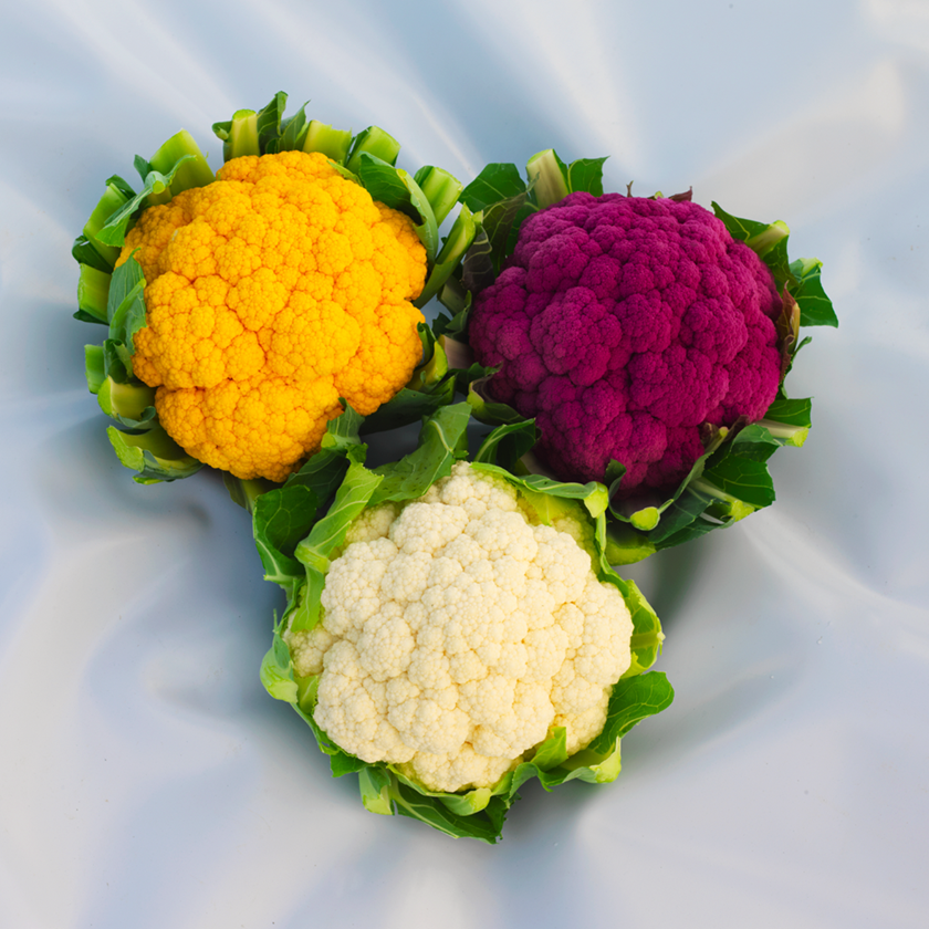 כרוביות בצבעים סגול, כתום ולבן | זרעים גדרה-סינג'נטה