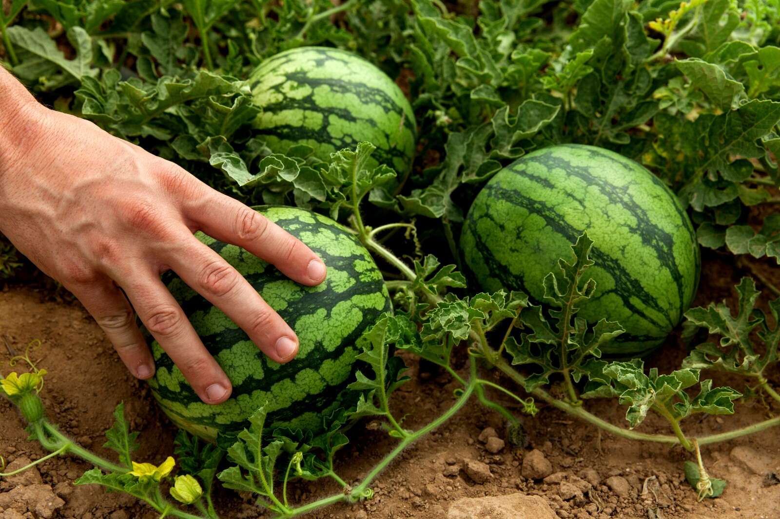 מיני אבטיח | חברת הזרע
