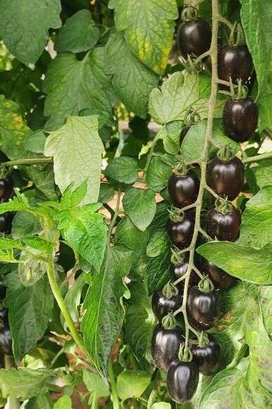 עגבניות שרי שחורות | רונית אלעזרי