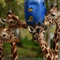 ג'ירפות בספארי רמת גן | תומר נויברג - פלאש 90