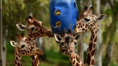 ג'ירפות בספארי רמת גן | תומר נויברג - פלאש 90