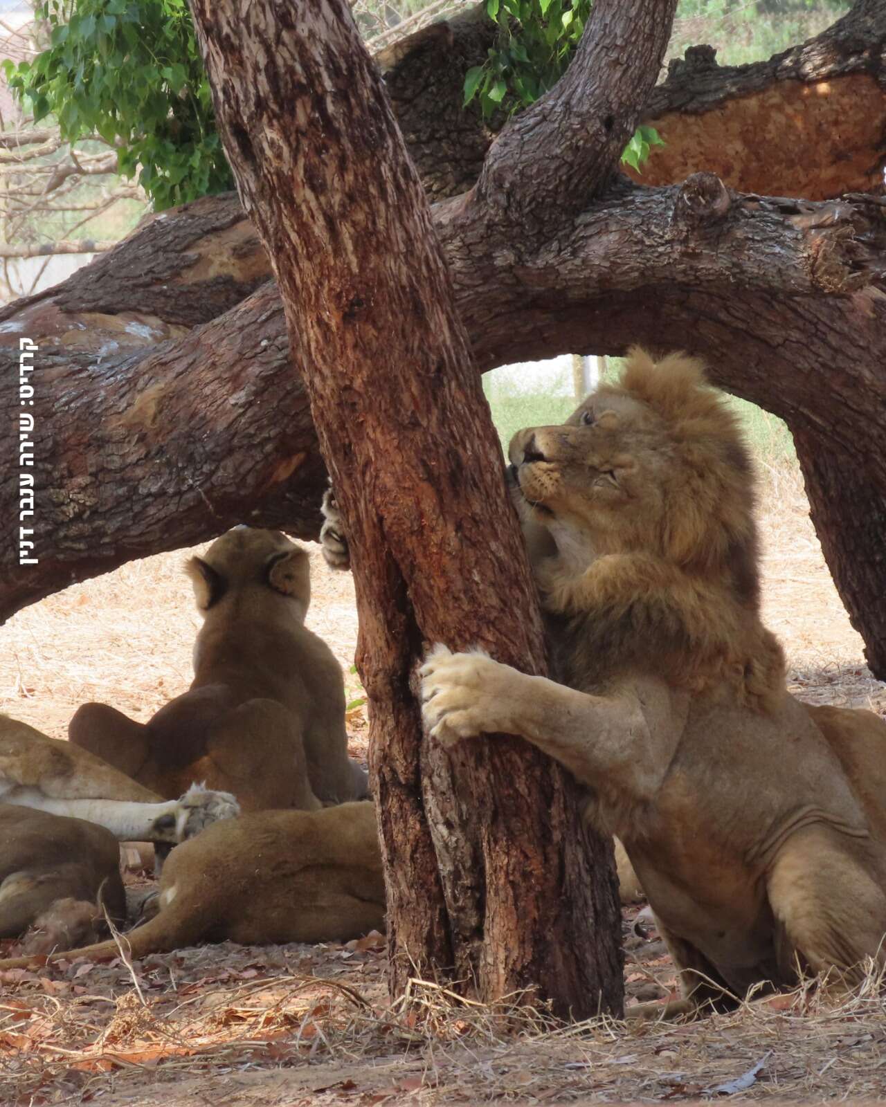 שירה ענבר דנין