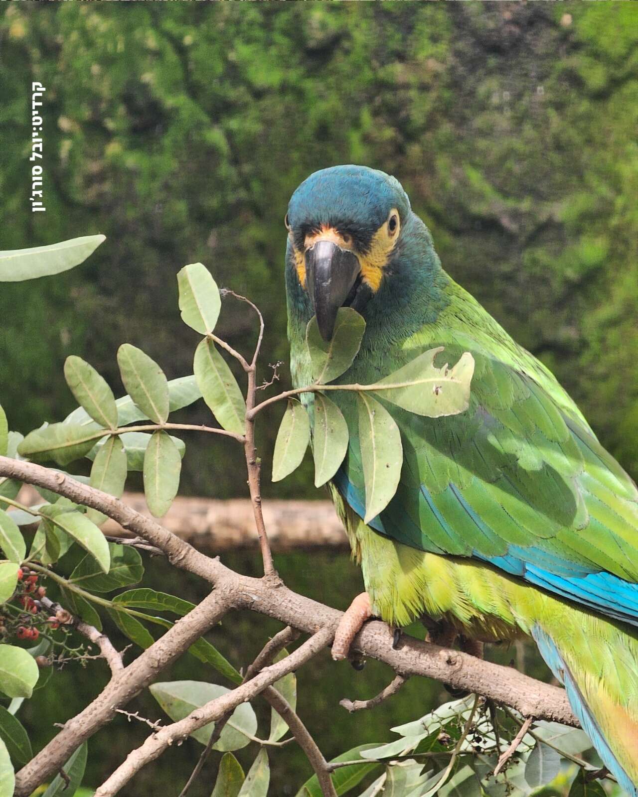 יובל סורג'ון