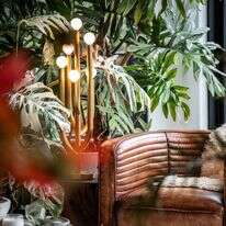 פינת ישיבה שבמרכזה צמחים | הילטון קרטר, דרך AP