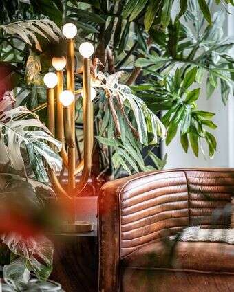 פינת ישיבה שבמרכזה צמחים | הילטון קרטר, דרך AP