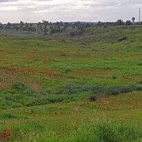 כלניות בקיבוץ רוחמה | צ'ק אין אאוט