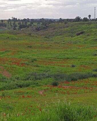 כלניות בקיבוץ רוחמה | צ'ק אין אאוט