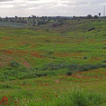 כלניות בקיבוץ רוחמה | צ'ק אין אאוט