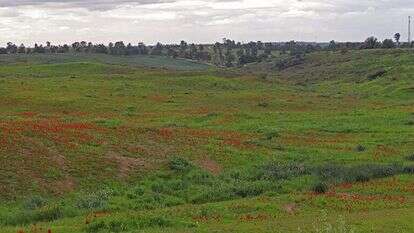כלניות בקיבוץ רוחמה | צ'ק אין אאוט