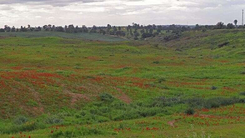 כלניות בקיבוץ רוחמה | צ'ק אין אאוט