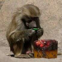 גור בבון | AP