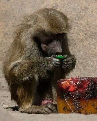 גור בבון | AP