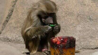 גור בבון | AP