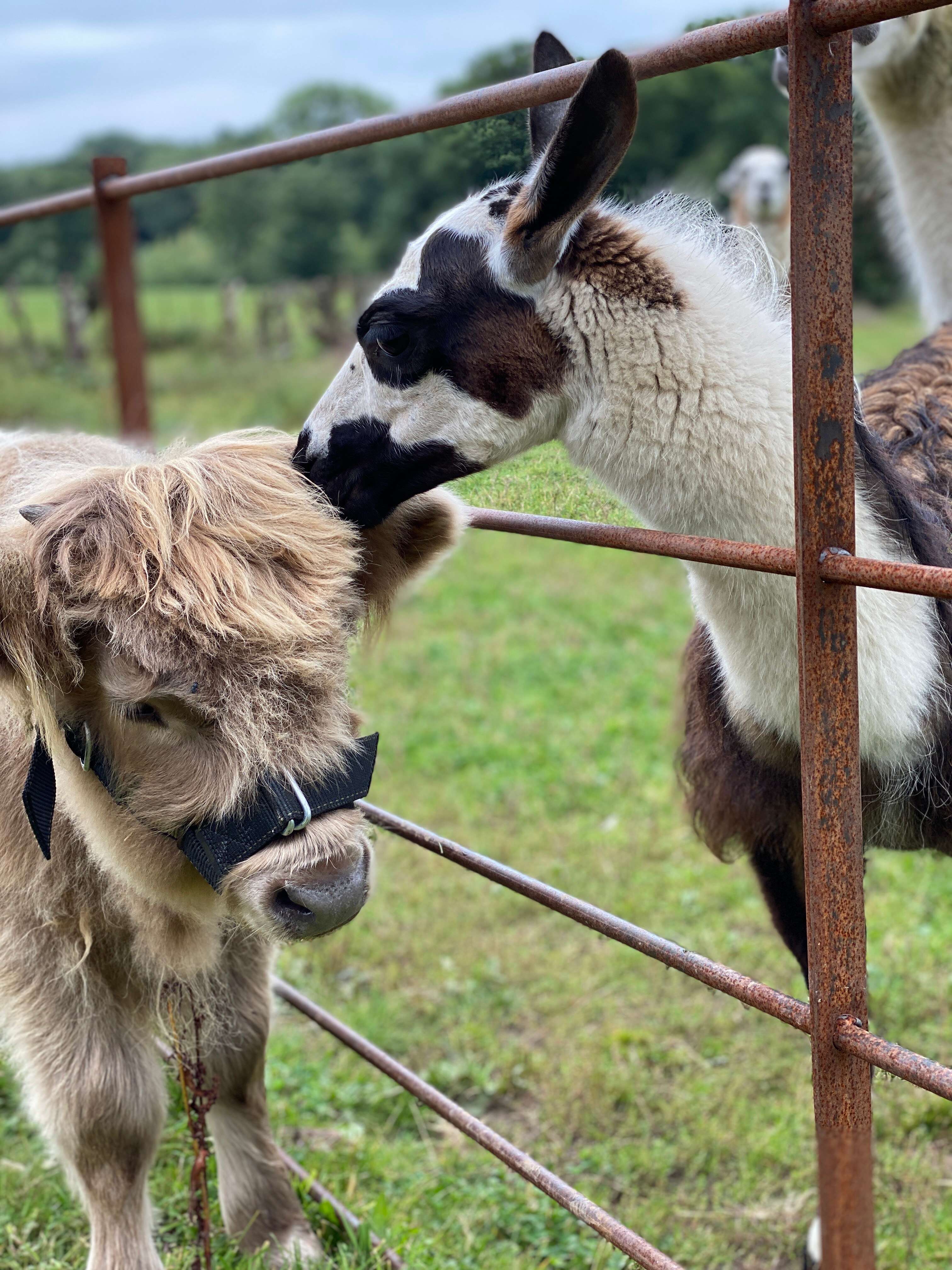 הלאמות הגיבורות | באדיבות היידי פרייס