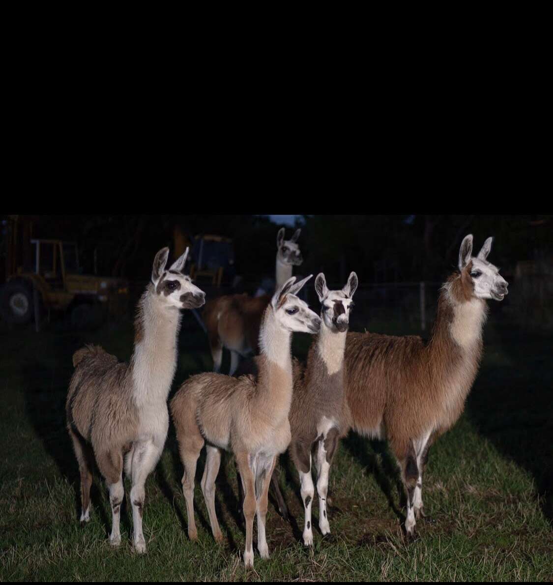 הלאמות הגיבורות | באדיבות היידי פרייס