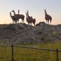 הלאמות הגיבורות | באדיבות היידי פרייס