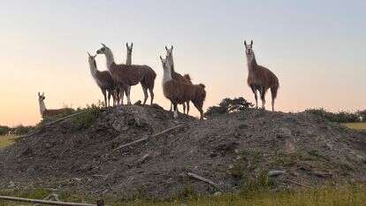 הלאמות הגיבורות | באדיבות היידי פרייס