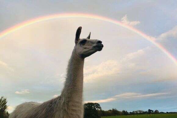 הלאמות הגיבורות | באדיבות היידי פרייס