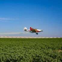 שדה פורח בגבול עזה, דצמבר 2025 | לירון מולדובן, פלאש 90