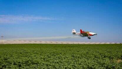 שדה פורח בגבול עזה, דצמבר 2025 | לירון מולדובן, פלאש 90