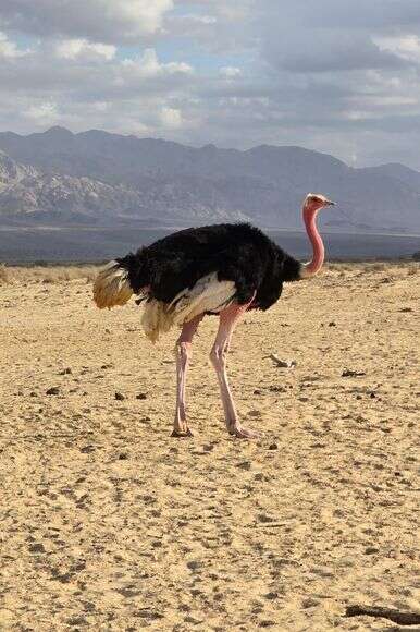 חי בר יטבתה | שי אייזקס / רשות הטבע והגנים