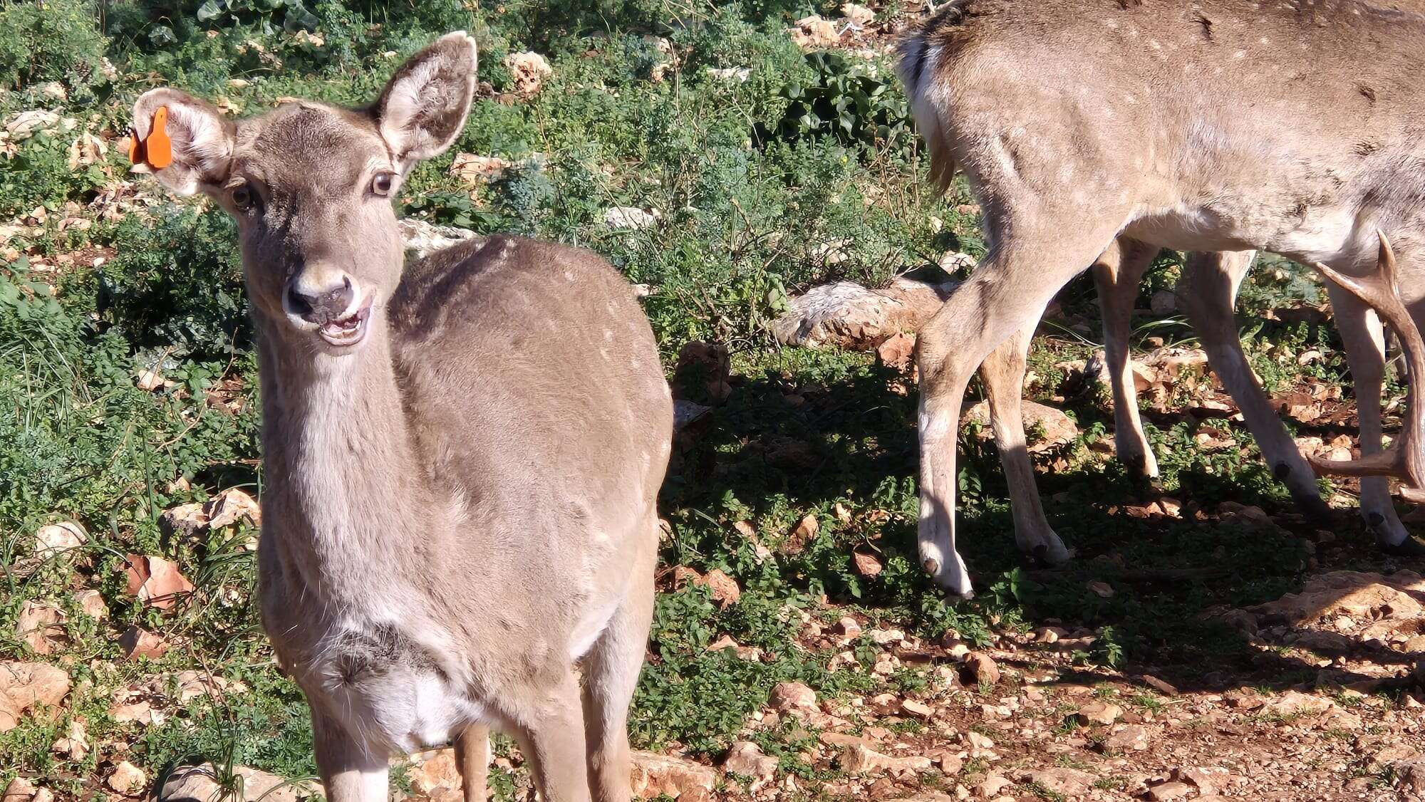 חי בר כרמל | שרית פלצי מאירה / רשות הטבע והגנים