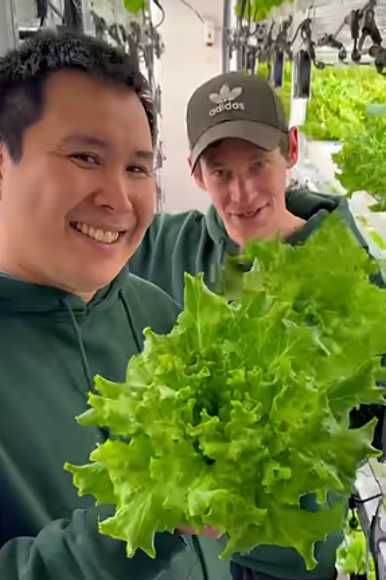 מגדלים ירקות עליים בגרינלנד בחווה אנכית | צילום מסך מיוטיוב