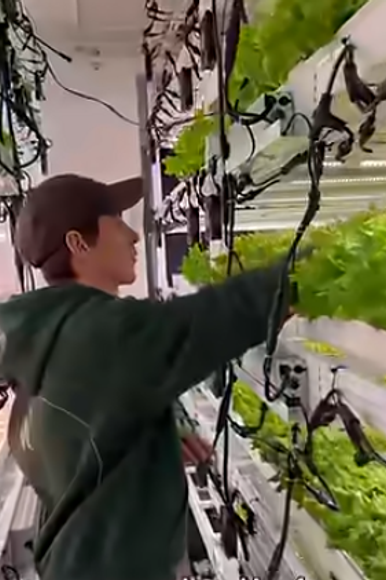 מגדלים ירקות עליים בגרינלנד בחווה אנכית | צילום מסך מיוטיוב