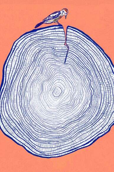 איור: שרון ארדיטי