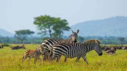חיות בטבע, אילוסטרציה | שאטרסטוק