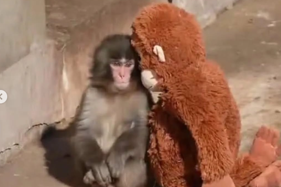 פאנץ' הקוף הדחוי | צילום מסך מתוך הרשתות החברתיות