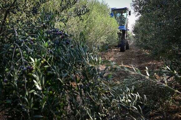 מטע זיתים ברמת הגולן | מיכאל גלעדי, פלאש 90