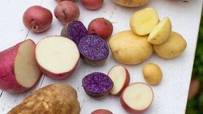 תפוחי אדמה | AP/מתיו מיד תפוחי אדמה | AP/מתיו מיד