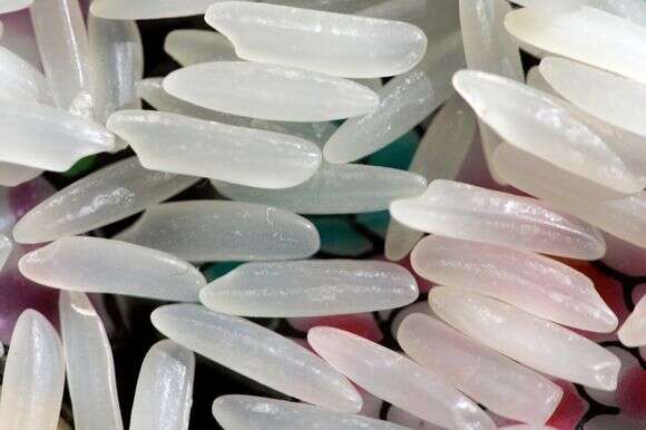 גרגירי אורז יסמין לא מבושל | AP/קרולין קסטר גרגירי אורז יסמין לא מבושל | AP/קרולין קסטר