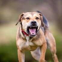 כלב אילוסטרציה | שאטרסטוק