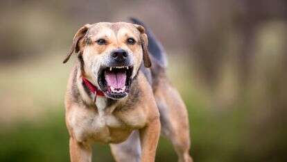כלב אילוסטרציה | שאטרסטוק